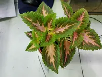 20180611_220642.webp