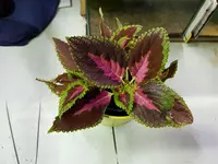 20180611_215847.webp