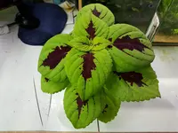 20180611_215741.webp