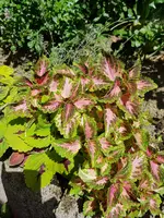 20180517_120910.webp
