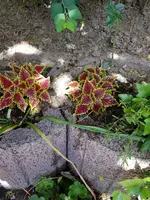 20180517_120922.webp