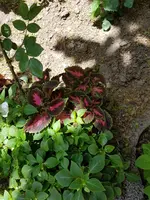 20180517_120931.webp