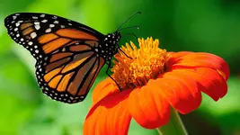 butterfly.webp