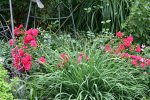 Rose Gärtnerfreude0418.jpg