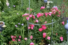 Rose Heidetraum0518.jpg