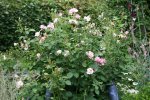 Rose Hyde Hall0518.jpg