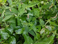 IMG_20180611_175824.webp