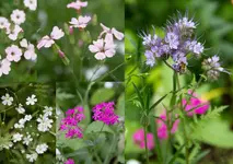 garten-bienenweide.webp