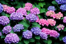garten-hortensie.webp