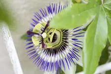 garten-passiflora.jpg