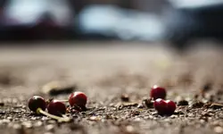 0M3A5125.webp