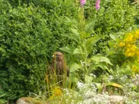 bussard4.webp