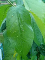IMG_20180612_205737.webp