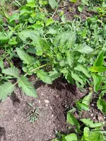 Tomate 037.webp