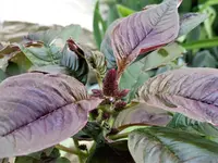 Amaranth.webp