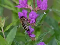 Blutweiderich mit Bieni.webp