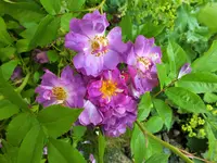 DSCF1326 (2).webp