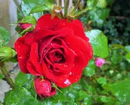 DSCF1358 (3).webp