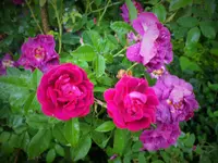 DSCF1341 (2).webp