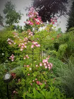 DSCF1333 (2).webp
