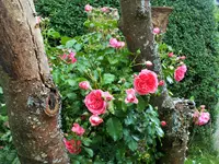 DSCF1288 (2).webp