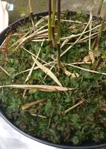 IMG_20180612_174800_01.webp