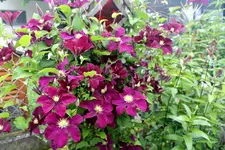 Clematis 3.webp