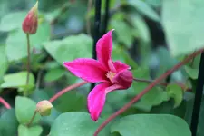 Clematis 2.webp