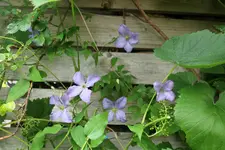 Clematis 4.webp