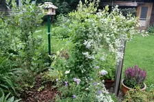 Clematis 7.webp