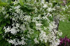 Clematis 8.webp