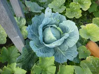 Kohl Tubi.webp