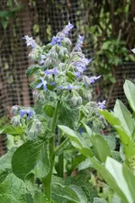 Garten Juni 40.webp