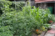 Garten Juni 41.jpg