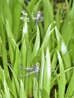 image005.webp