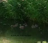 Forum Ente Küken 2018_06_13 P1090923.webp