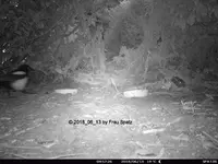 Forum Hase klein Elster 2018_06_13 STC_0062.webp