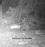 Forum Hase klein 2018_06_13 STC_0054.webp