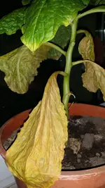 20180104_163644.webp