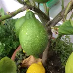 C76F8FD4-C942-429F-ABD9-A039D6F1DB32.webp