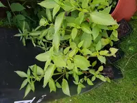 20180614_212408.jpg