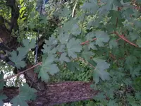 20180614_212526.jpg