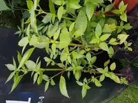 20180614_212413.jpg