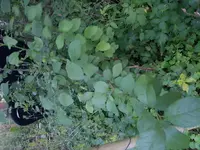 20180614_212553.webp