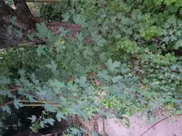 20180614_212535.jpg