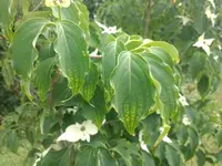 IMG_20180607_150000404.webp