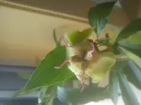 DSC05003.webp