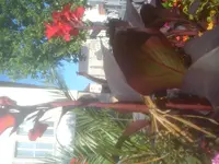 DSC05005.jpg