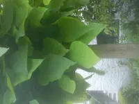 DSC05007.webp
