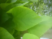 DSC05008.jpg